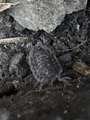 Oniscus asellus