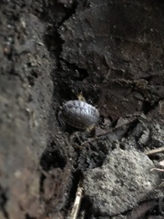 Oniscus asellus