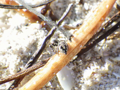 Habronattus brunneus