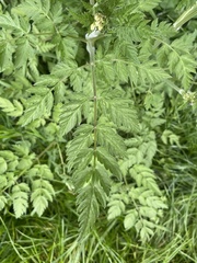 Anthriscus sylvestris