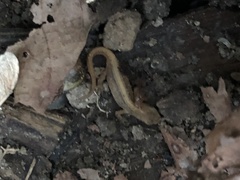 Lissotriton vulgaris