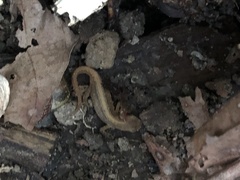 Lissotriton vulgaris