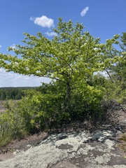 Colophospermum