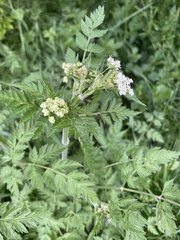 Anthriscus sylvestris
