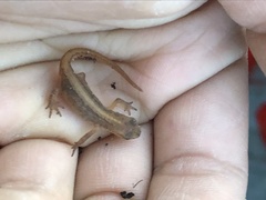 Lissotriton vulgaris