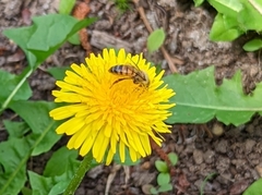 Apis mellifera