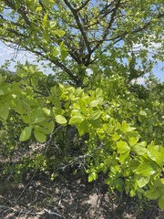 Colophospermum