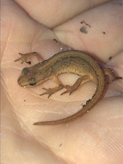 Lissotriton vulgaris