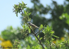 Curruca cantillans cantillans