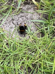 Bombus