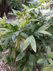 Chamaedorea stolonifera