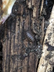 Armadillidium
