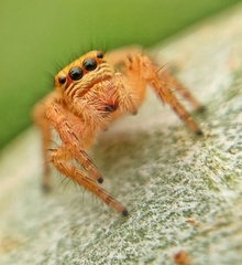 Salticidae