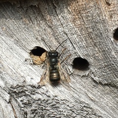 Osmia