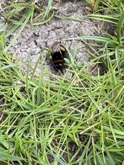 Bombus