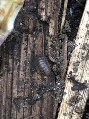 Armadillidium