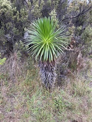 Argyroxiphium grayanum