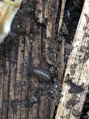 Armadillidium