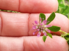 Trifolium resupinatum