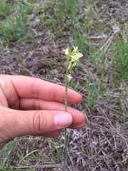 Turritis glabra
