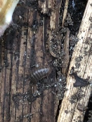 Armadillidium