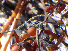 Habronattus brunneus