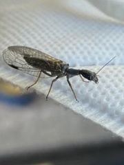 Phaeostigma