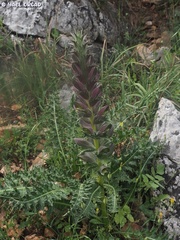 Acanthus syriacus