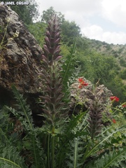 Acanthus syriacus