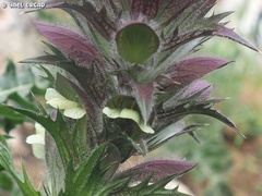 Acanthus syriacus