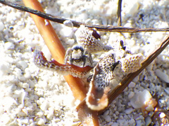 Habronattus brunneus