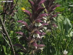 Acanthus syriacus