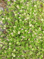 Trifolium resupinatum