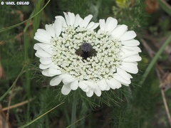 Artedia squamata