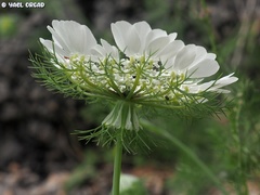 Artedia squamata