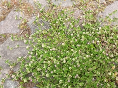 Trifolium resupinatum