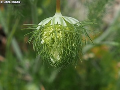 Artedia squamata