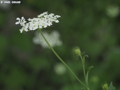 Tordylium cordatum
