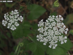 Tordylium cordatum