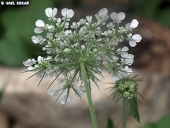 Tordylium cordatum