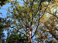 Nothofagus glauca