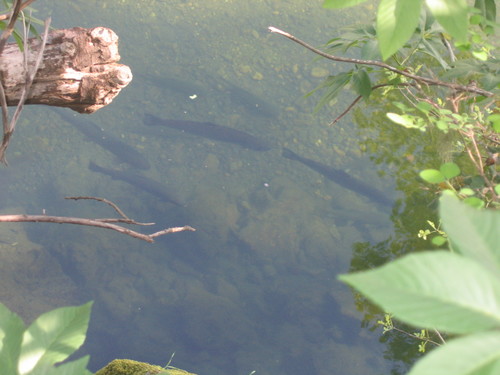 Oncorhynchus mykiss