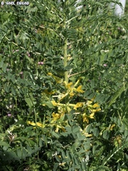 Astragalus macrocarpus