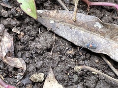 Stenomacra marginella