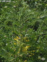 Astragalus macrocarpus