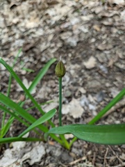 Allium decipiens quercetorum