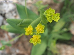Bupleurum subovatum