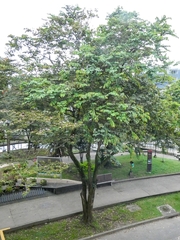 Bauhinia picta