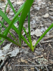 Allium decipiens quercetorum