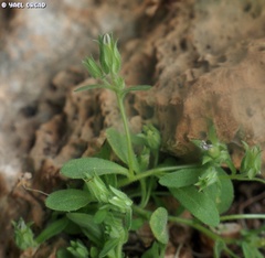 Campanula camptoclada